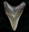 Juvenile Megalodon Tooth - South Carolina #10672-1
